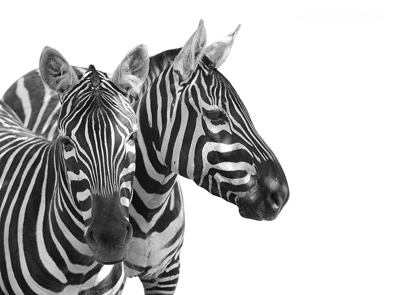 Ceo dezen Dve zebre izbliza