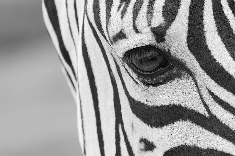 Ceo dezen Oko zebre izbliza