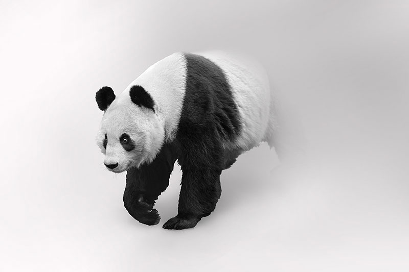 Ceo dezen Panda u beloj magli